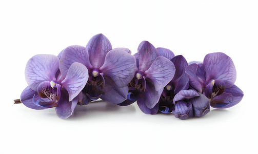 紫兰花上白色孤立