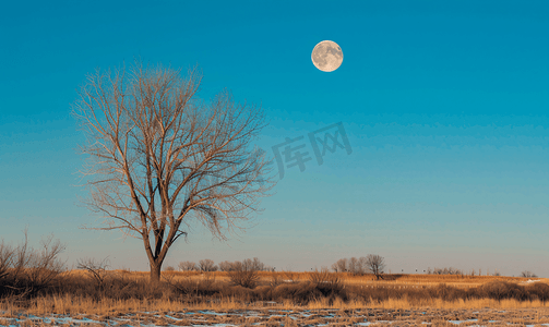 城市和树木树剪影摄影照片_蓝天月亮和光秃秃的树木的风景