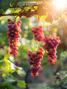 果汁紫色摄影照片_乡村户外挂着美丽的葡萄串