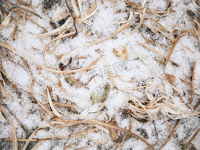 冬季大雪覆盖的杂草丛