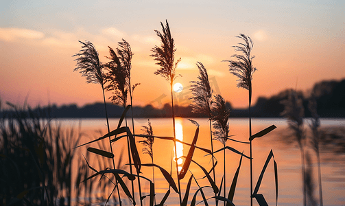 湖面夕阳背景下的植物剪影