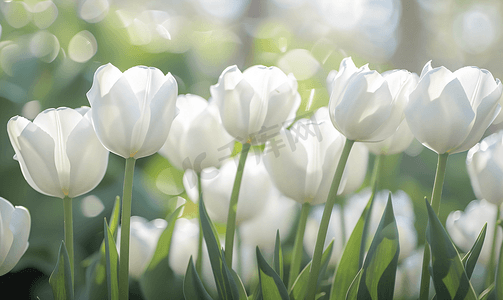 花园中美丽的白色郁金香花