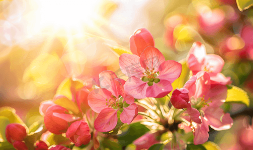 春天阳光下盛开的苹果树红花