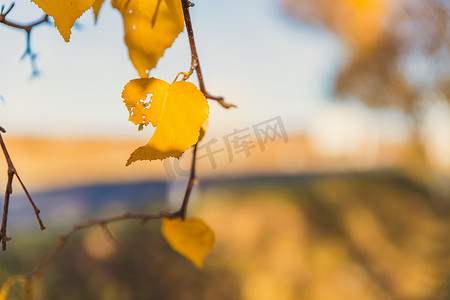 淘宝天猫小清新摄影照片_秋季桦树枝头的叶子