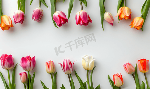 浪漫背景设计摄影照片_白色框架白色背景上有彩色春天郁金香顶视图