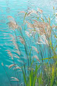 海边摄影图芦苇照片写实