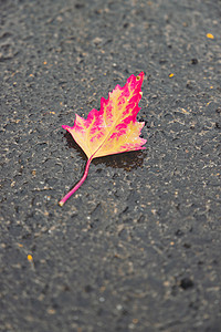 黄了摄影照片_初秋雨后掉落地面的叶子