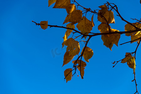 叶子光影摄影照片_秋季户外逆光下的叶子