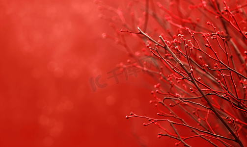 小干树枝背景的红色