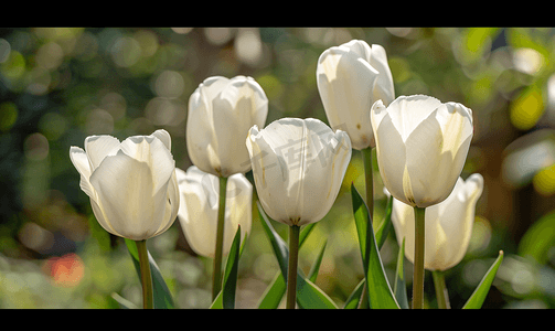 花园中美丽的白色郁金香花
