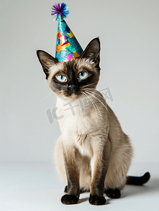 戴着生日帽的暹罗派对猫