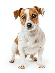杰克罗素梗犬品种孤立在白色背景上