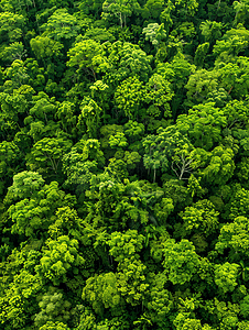 从上面看热带地区的绿色森林