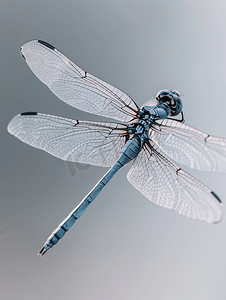 蜻蜓大头长尾的四翼动物