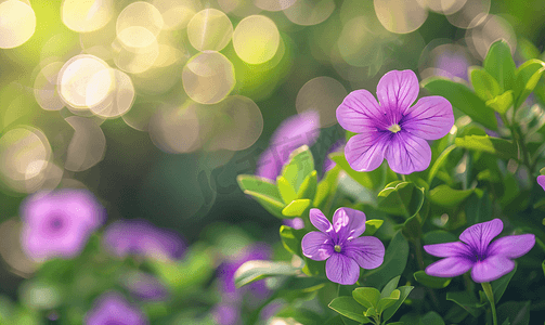 紫罗兰色的花与绿树