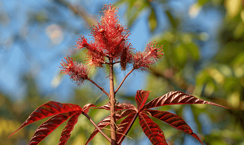 红绿色水果摄影照片_红蓖麻植物