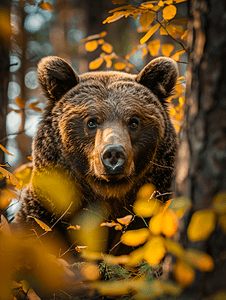 动物帽子卡纸摄影照片_秋季森林中野生棕熊的肖像自然栖息地动物野生动物场景