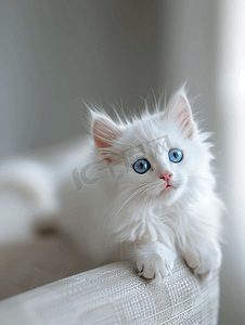 沙发上有一只蓝眼睛的白色小猫