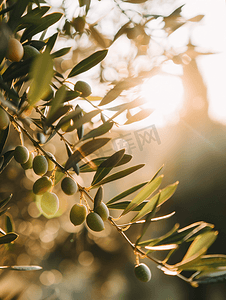 意大利秋季橄榄树上的橄榄收获时间