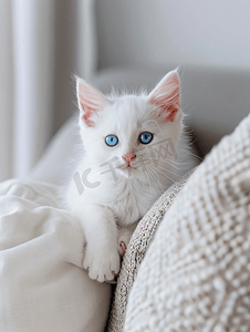 卡通动物小图摄影照片_沙发上有一只蓝眼睛的白色小猫