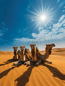 单峰骆驼坐在沙漠沙丘上映衬天空