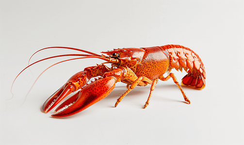 小龙虾红色新鲜水煮海鲜甲壳类动物