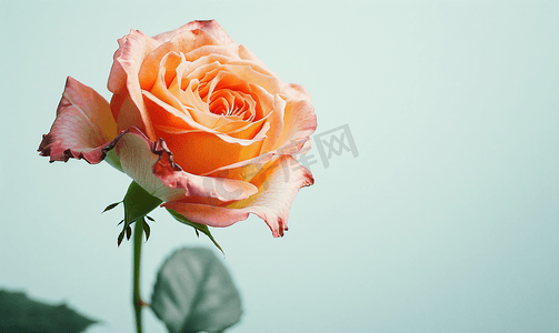 玫瑰叶子摄影照片_部分盛开的玫瑰