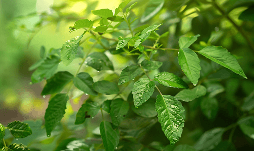 玫瑰番茄树种子绿叶和侧面锯齿状