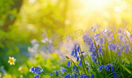 植物丛摄影照片_一丛蓝铃花在春天的阳光下绽放