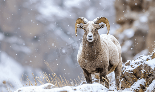 科罗拉多落基山大角羊大角母羊在雪覆盖的岩石山坡上