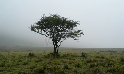 恩戈罗恩戈罗火山口雾边缘的树