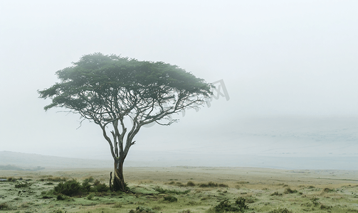 恩戈罗恩戈罗火山口雾边缘的树