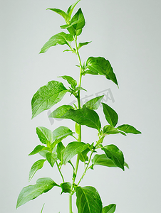 绿色胡椒植物草本植物