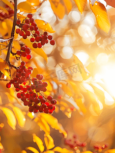 秋秋摄影照片_落日光芒中罗文树枝的秋秋横幅