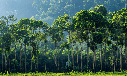 生态造林摄影照片_热带雨林耕地中生长的桉树森林