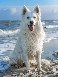 海滩上可爱的白狗波兰塔特拉牧羊犬