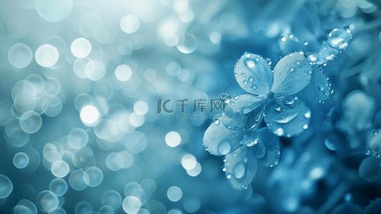 蓝色场景花朵上水珠透亮水滴的背景图