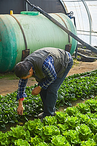 冬季蔬菜摄影照片_冬季在种植绿色蔬菜大棚工作的农民伯伯