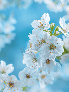樱桃树美丽的白色花朵