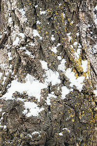大雪一候摄影照片_冬天大雪覆盖的树皮