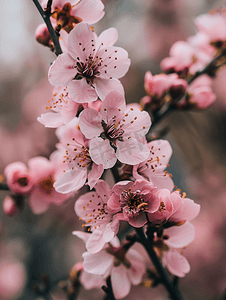 桃树开花开花树上的粉红色花朵