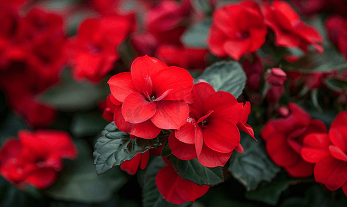 美丽的红玫瑰家庭植物凤仙花或凤仙花在花园中盛开