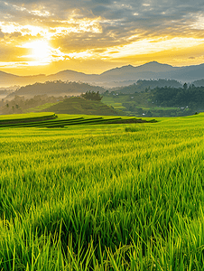 绿色稻田与晨露和山脉与日出的景色
