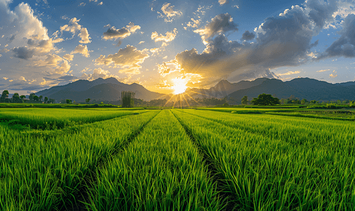 明古鲁摄影照片_六月清晨阳光下的绿色稻田和草莓月亮全景