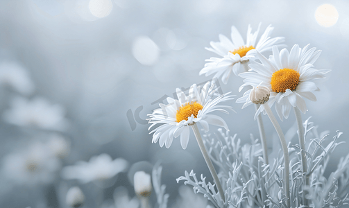 花卉花环摄影照片_背景上的洋甘菊雏菊白花