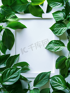 绿色背景框摄影照片_具有白纸框自然概念的热带绿叶
