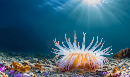 海底美丽的水下蜡菊