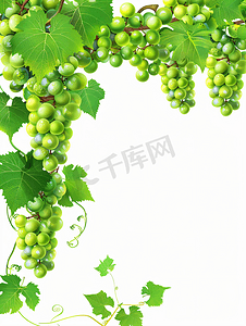 绿色葡萄和绿色藤蔓的树枝