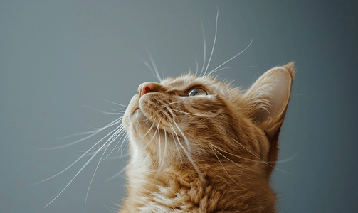胖橘猫盯着天花板