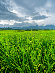 暴风雨损坏稻米后的稻田全景